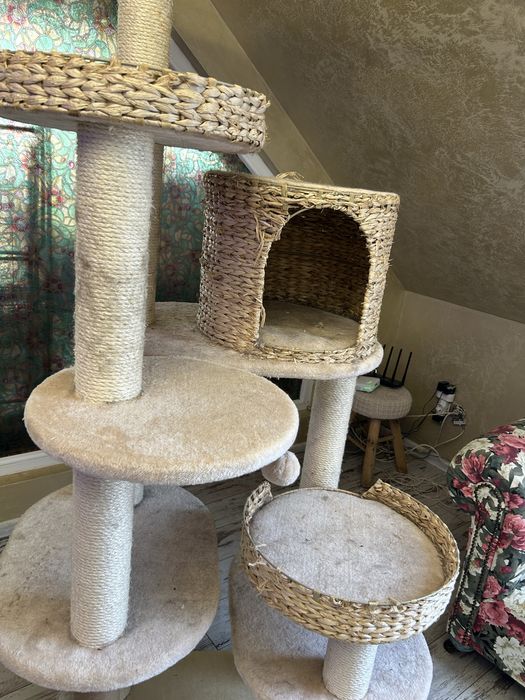 Голяма драскалка за котки