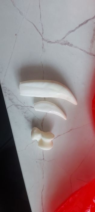 Қасқыр аю тіс асық бар