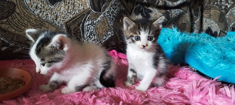 Котята в хорошие руки