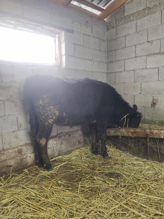 Жуас ургашы таналар