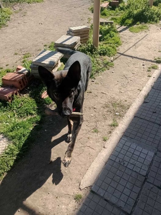 Сивак мъжки(работна немска овчарка)