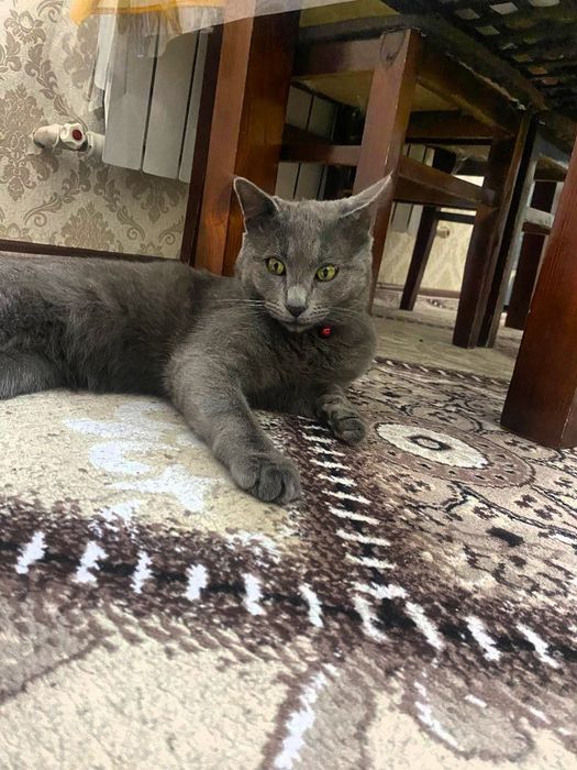 Scottish strayt sotiladi