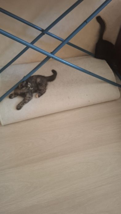 Отдам двухмесячных котят,  чёрного котёнка и кошечку