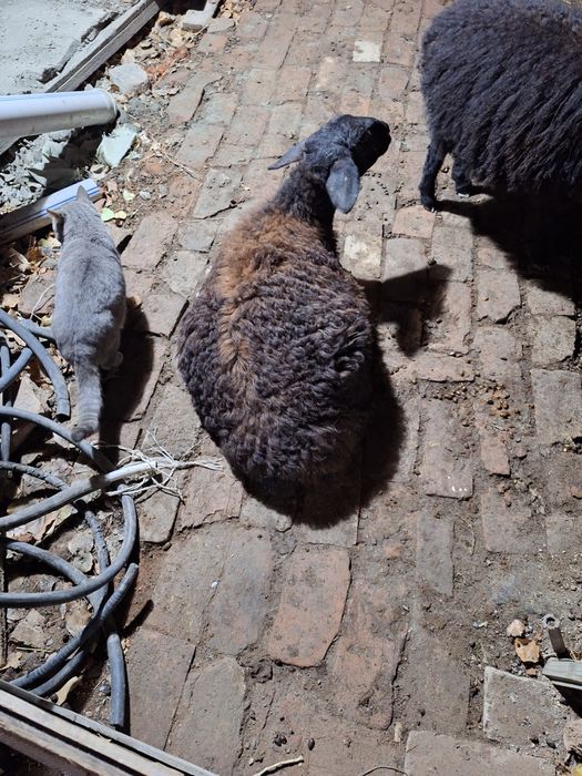 Продам барана срочно