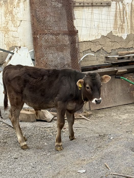 Продам Бычка Породистый