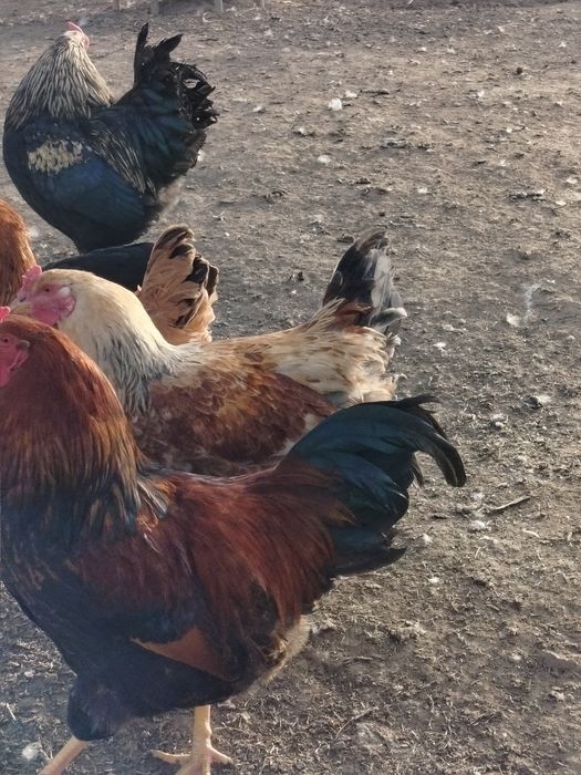 Продам молодых петушков