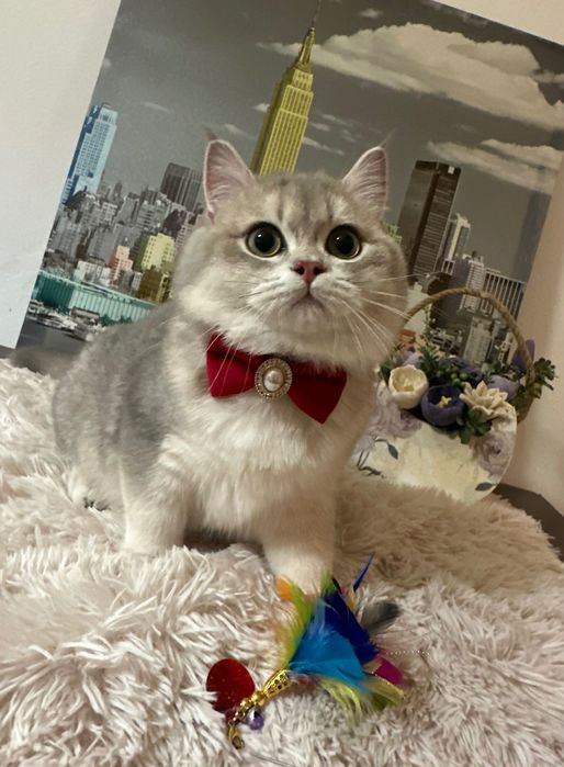 Băiețel British Shorthair Golden Blue cu pedigree