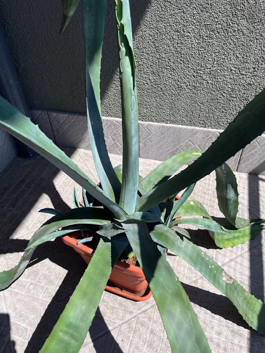 Agava americana albastra mare cu pui