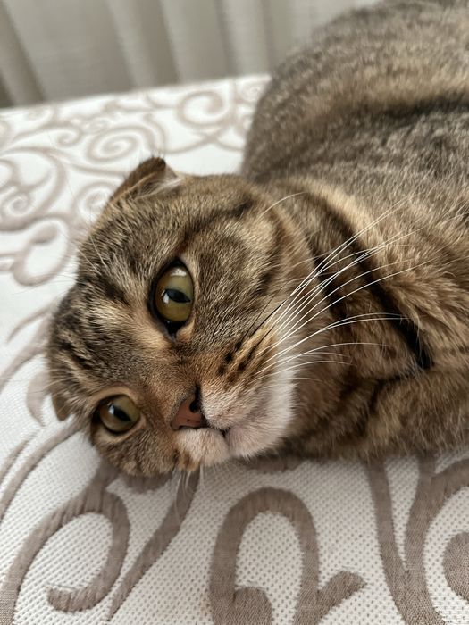 Отдам в добрые руки кошку