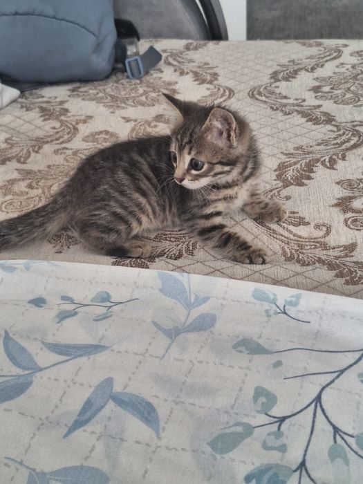 Котенок  короткощерстая