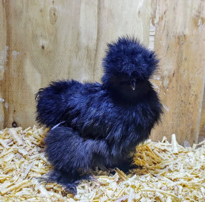 Тескари куен парт жужа тухумларига заказ оламиз