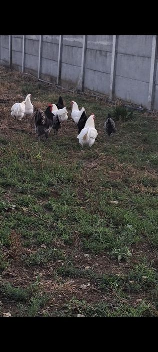 Australorp negru, albastru,alb