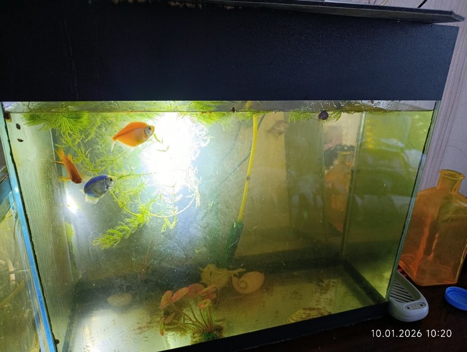 Аквариум с рыбками