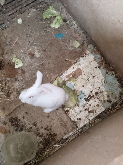 Бугуз куйон сотилади тез кунларда тугади