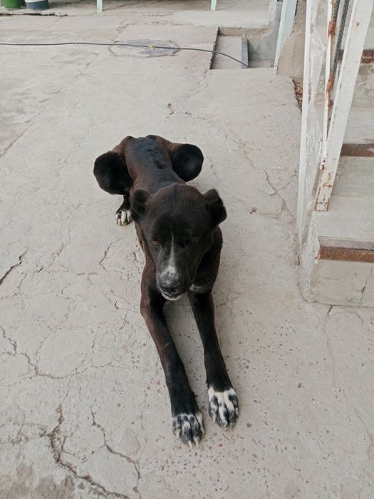 Домашние животные.