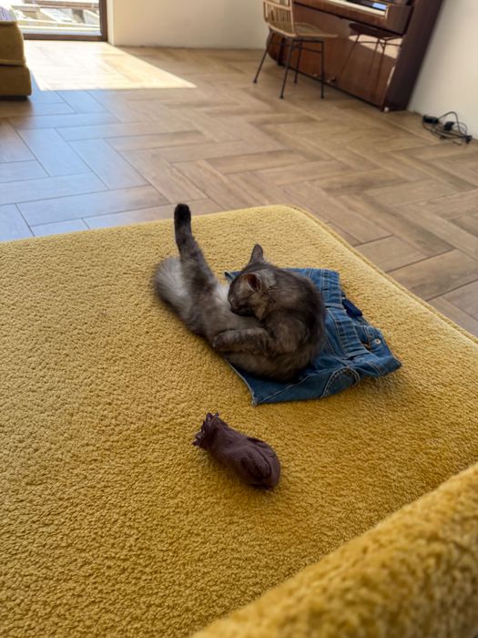 Отдадим котят в добрые руки.