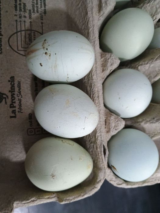 Vând gaini araucana