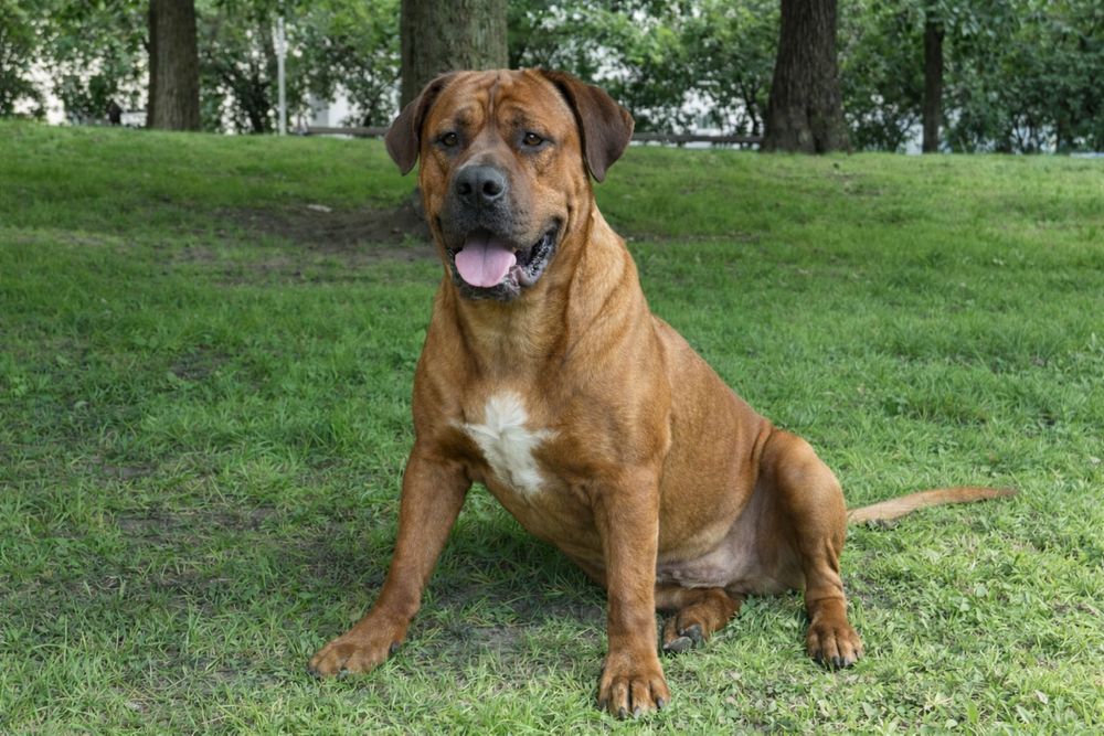 Банзай ищет свою семью