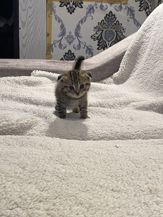 Shinshila soglom akilli