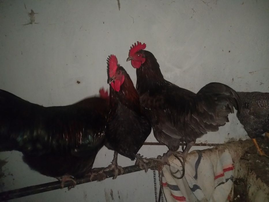 Vând - schimb cocoși Austrolop pe negru și gri
