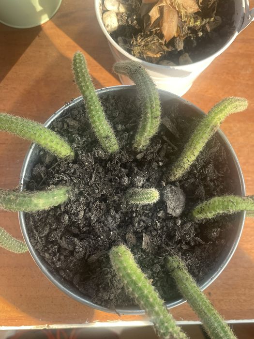 Plante si cactusi de vanzare difera de specie