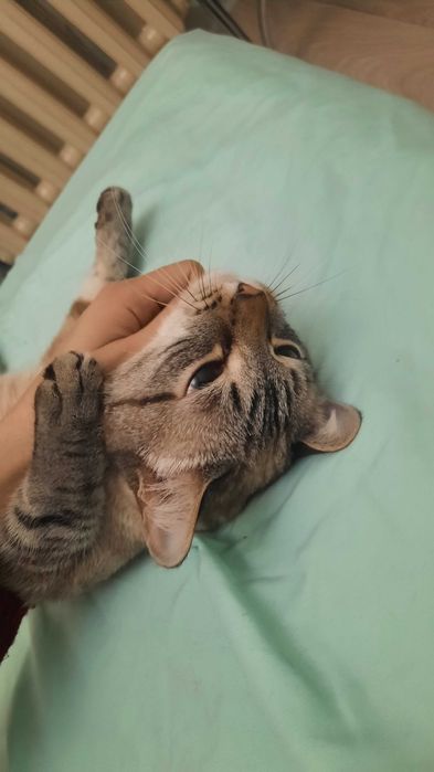 Ласковый домашний котик