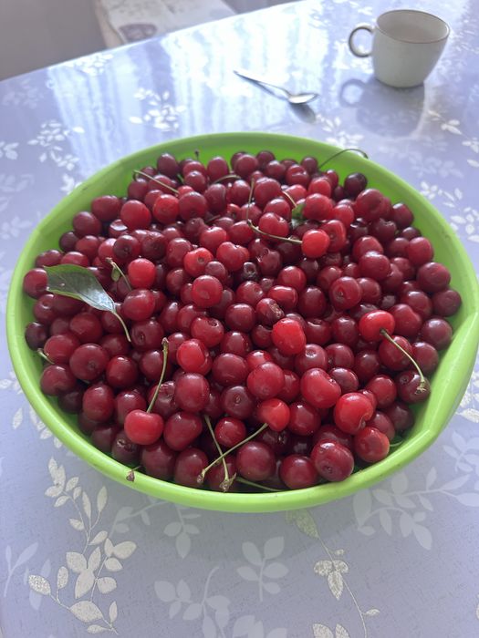 Вишня домашняя..