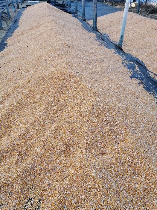 Vand porumb cantitati industriale