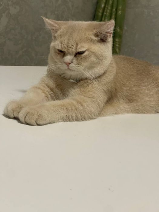 Skotish strite 5 oylik