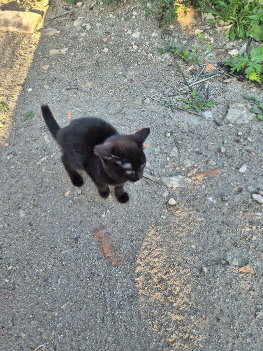 Котятки ищут дом