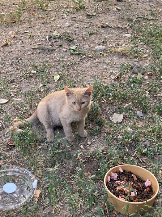 Котенок Юна ищет семью