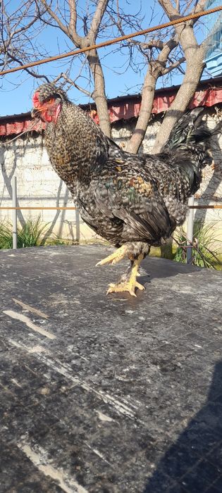 Cocos motat și încalț.