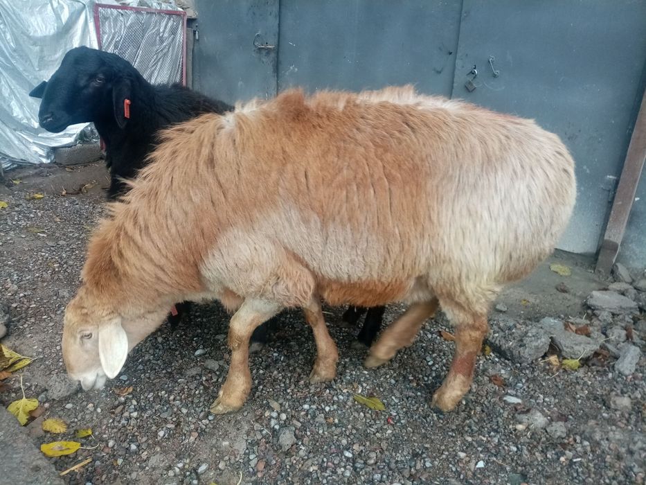 Арашан кучкор сотилади