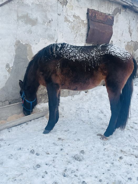 Продаёться жеребец 3 года