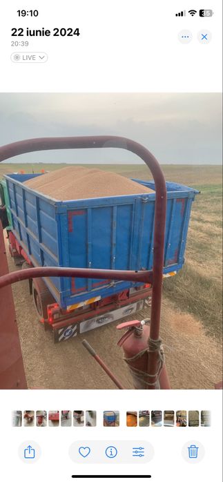 Vand grau panificabil proteina 13,7 !