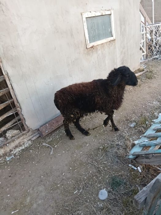 Семіз тоқты сатылады