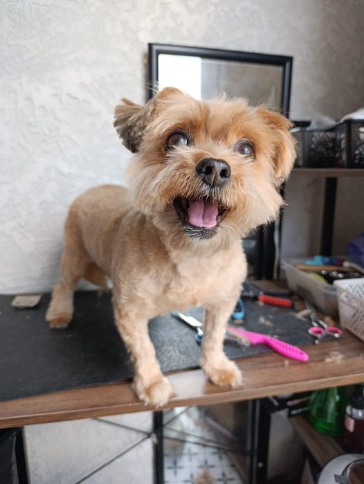 Frizerie canina /Tuns căței  talie mica