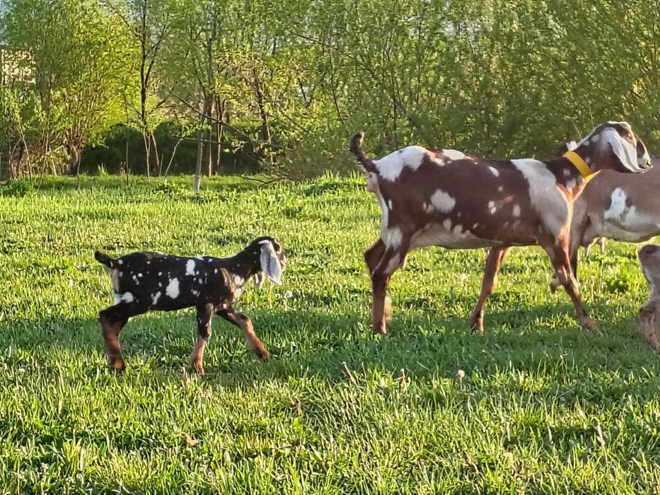 Iezi Anglo Nubian  masculi și femele