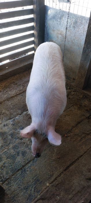 Libera de contract!purcea