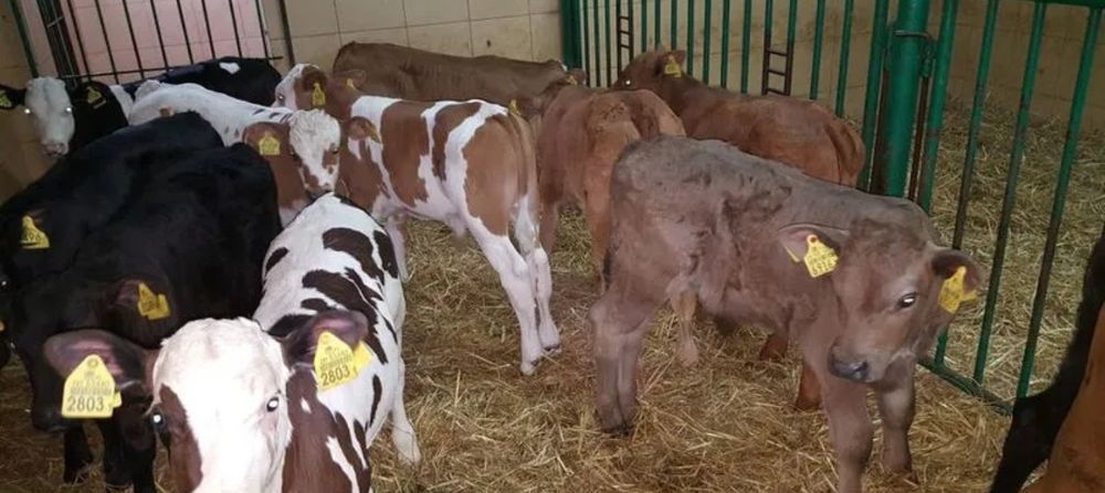 Бычки ангус телята молочные