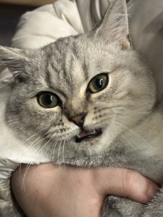 Toza shinshilla mushugi