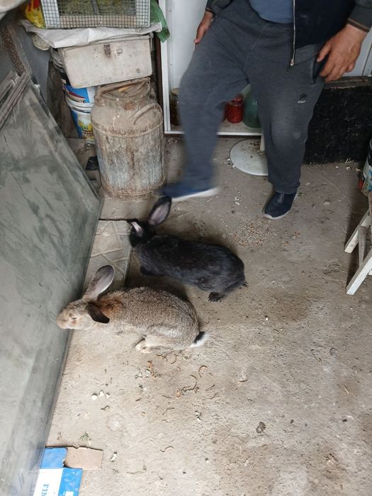 Кора товуклар сотилади