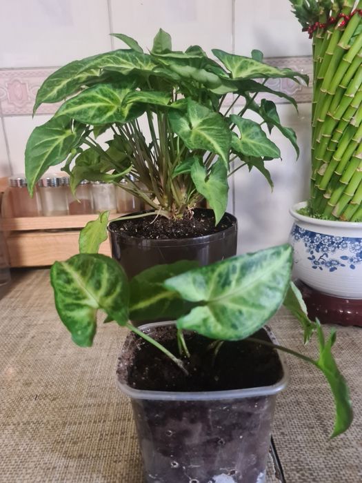 Продам сингониум " Пикси"