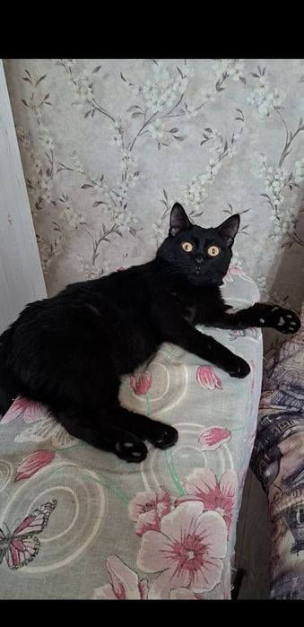 Милый добрый котик Басик в добрые руки!