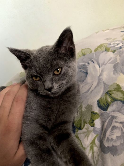 Mushuk Shartrez 9 oylik