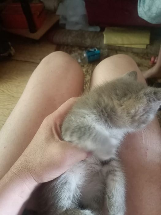 Отдам котенка девочка