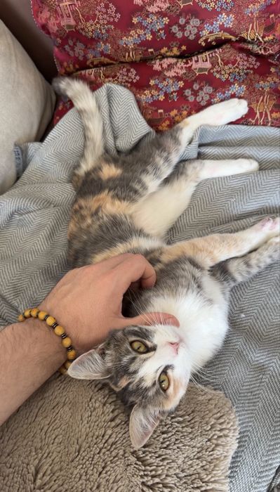 Кошечка ищет дом