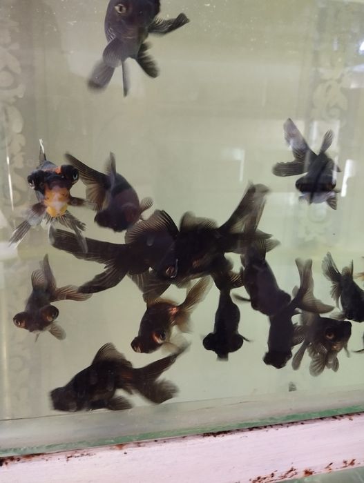 Телескопы и сомики