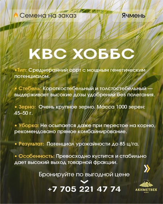 Семена Ячменя !!!