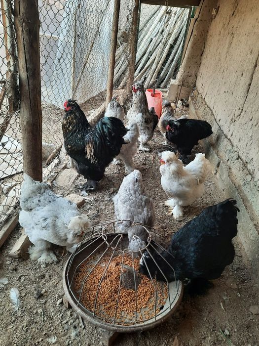 Тройка брама тухуми